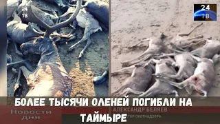 Более тысячи оленей погибли на Таймыре