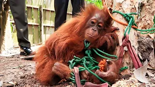 Orangutan Rescued From Tree, All Because of This Clever Indonesian Villager