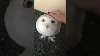 Cute White Owl💖#funny#short#shorts#youtubeshorts#youtube#trend#trending#cutevide#cutecat#status#owl#