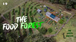 THE FOOD FOREST - How I planned, planted and protect my food forest