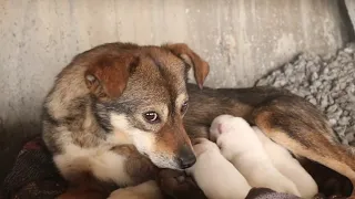 Stray dog mother is too weak to stand up, when we're taking her babies, she ran wild