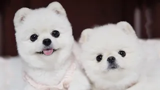 Mini Pomeranian | Cutest Puppy | Loves Watermelon | Funny and Cute Pomeranian Videos #short