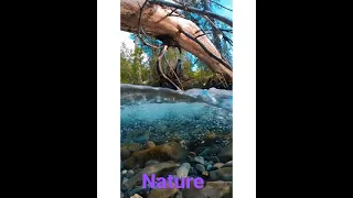 nature ||feel the music 🎶 ||Pranjal creation ||a natural pic || Whatsapp Status#