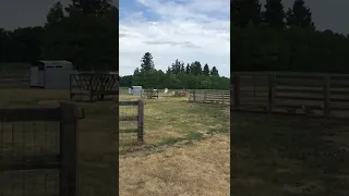 Fastest Working Bull at the Ranch