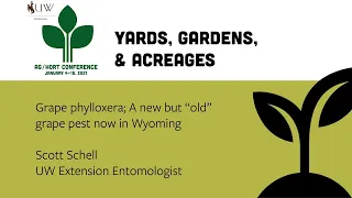 Grape Phylloxera—a New but “Old” Grape Pest Now in Wyoming