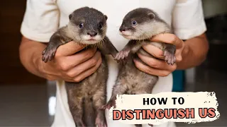 Introducing Our Baby Otters: How Are They Different?