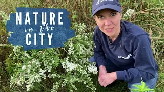 Nature in the City - Heath Aster