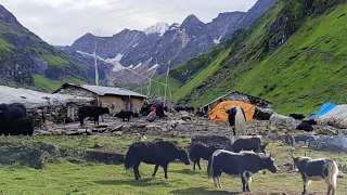 Himalayan Village Life in Dolpa | Nepal | yak Shepherd Life | shepherd Food cooking & eating |