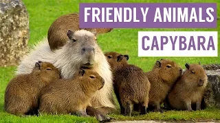 CAPYBARA are the FRIENDLIEST Animal Compilation!