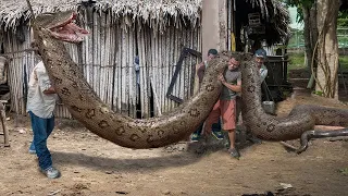 Criaturas Assustadoras Encontradas na Amazônia