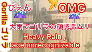 Genki 大雨やん💦ゲンキが二足歩行してる?!🌸Heavy rain 💦ＷＯＷ！She was walking on  two legs. Bipedal ?!【Gorilla House】