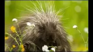 Porcupine sound (cry) at night! Cute