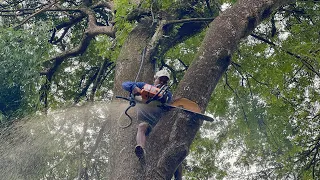 Legendary chainsaw‼️ Cut down 2 trembesi trees, Husqvarna 3120xp.