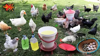It's Simple - Solved Chicken Lice Problem - Chickens Don't Get Lice Any More - Farm - Egg Collection