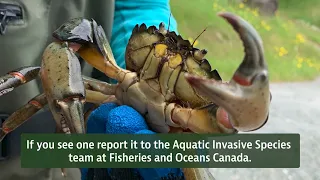 Newfoundland and Labrador Aquatic Invasive Species: Be Green Crab Aware