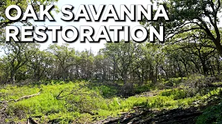 Oak Savanna Restoration For Deer & Turkey | Habitat Management