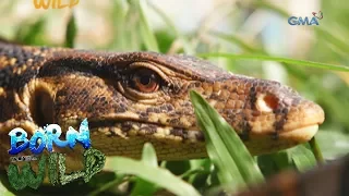 Born to be Wild: Rescuing a juvenile monitor lizard in Candijay, Bohol