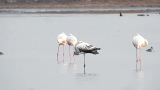 Greater Flamingo | Velavadar National Park | December 2023
