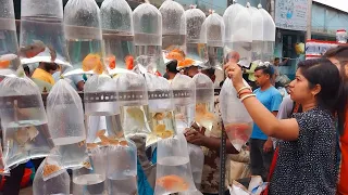 7th Apr galiff street fish market video | recent galiff street fish market video | part 1