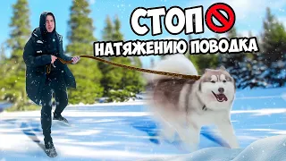 Моя собака тянет поводок | Обучение Хаски х Маламут | коррекция поведения