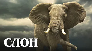 African Elephant: The Largest and Smartest Land Animal | Interesting facts about elephants