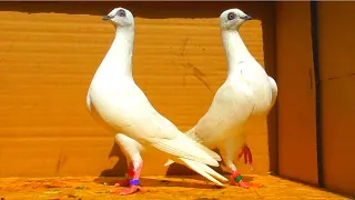 Вот за это я и люблю эту породу голубей 💖/ pigeon pigeons