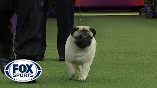 Biggie the Pug wins the Toy Group | WESTMINSTER DOG SHOW (2018) | FOX SPORTS