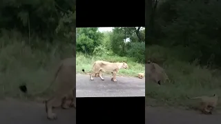 New Cubs were born - Casper and his Brothers - Lioness from Satara Pride in Kruger National Park