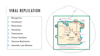 Intro to Viruses