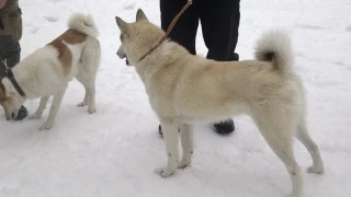 51 Вологод обл выст ЛЗС коб сред