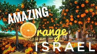 Amazing Orange in Israel | Orange tree | Israel Orange Cultivation technique