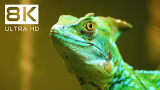 8K ВПЕЧАТЛЯЮЩИЕ ЖИВОТНЫЕ | Расслабляющий фильм о дикой природе с реальными звуками природы