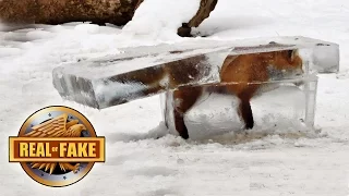 4 Animals Frozen Alive - real or fake?