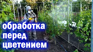 Обработка кустов винограда перед цветением.