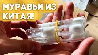 Первая посылка с муравьями из Китая 2023! Распаковка  Димон и пумба