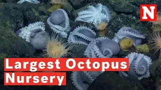 1,000 Octopuses Make Up The World’s Largest Deep-Sea Octopus Nursery Ever Discovered