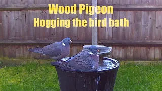 Wood pigeon hogging the bird bath