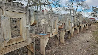 Help save 500 foxes out of a fur farm