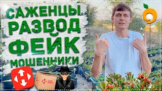 САЖЕНЦЫ - РАЗВОД, ФЕЙК, МОШЕННИКИ! | Распаковка и разоблачение с "Мегасад"