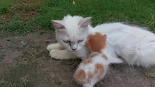 Mother Cat Rejecting To Feed Her Kittens She's Ignoring Them Walked Away