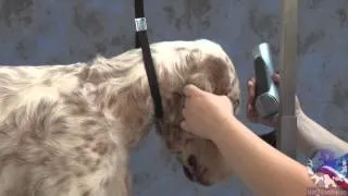 Grooming the Show Style English Setter with Irina 'Pina' Pinkusevich