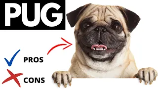 Pug Pros And Cons | The Good AND The Bad Of Owning A Pug!!