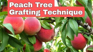 Peach Tree Easy Grafting Technique. Hindi/Urdu