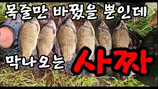 목줄 바꾸고 막나오는 사짜 / 멋진 토종붕어