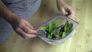 How I Make Orchid Roots Grow