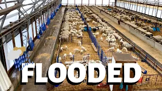 the sheep barn flooded.  TWICE!!  Vlog 218
