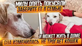 Дайте Миле шанс🥺 когда то оскелетевшей она замерзала на улице. Она хочет ДОМОЙ. Котиков не трогает.