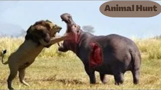 Wild Vs Wild Animals (Lions 🦁 kills Cheetah 🐆)Animal Hunt (2022)-