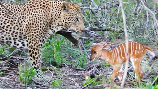 Baby Buck Headbutts Leopard Persistently To Try Escape