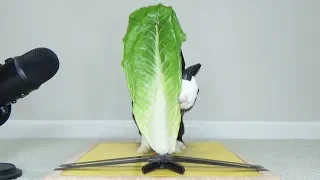 Rabbit Destroys Lettuce Leaf Bigger Than He Is  - Rabbit Eating ASMR